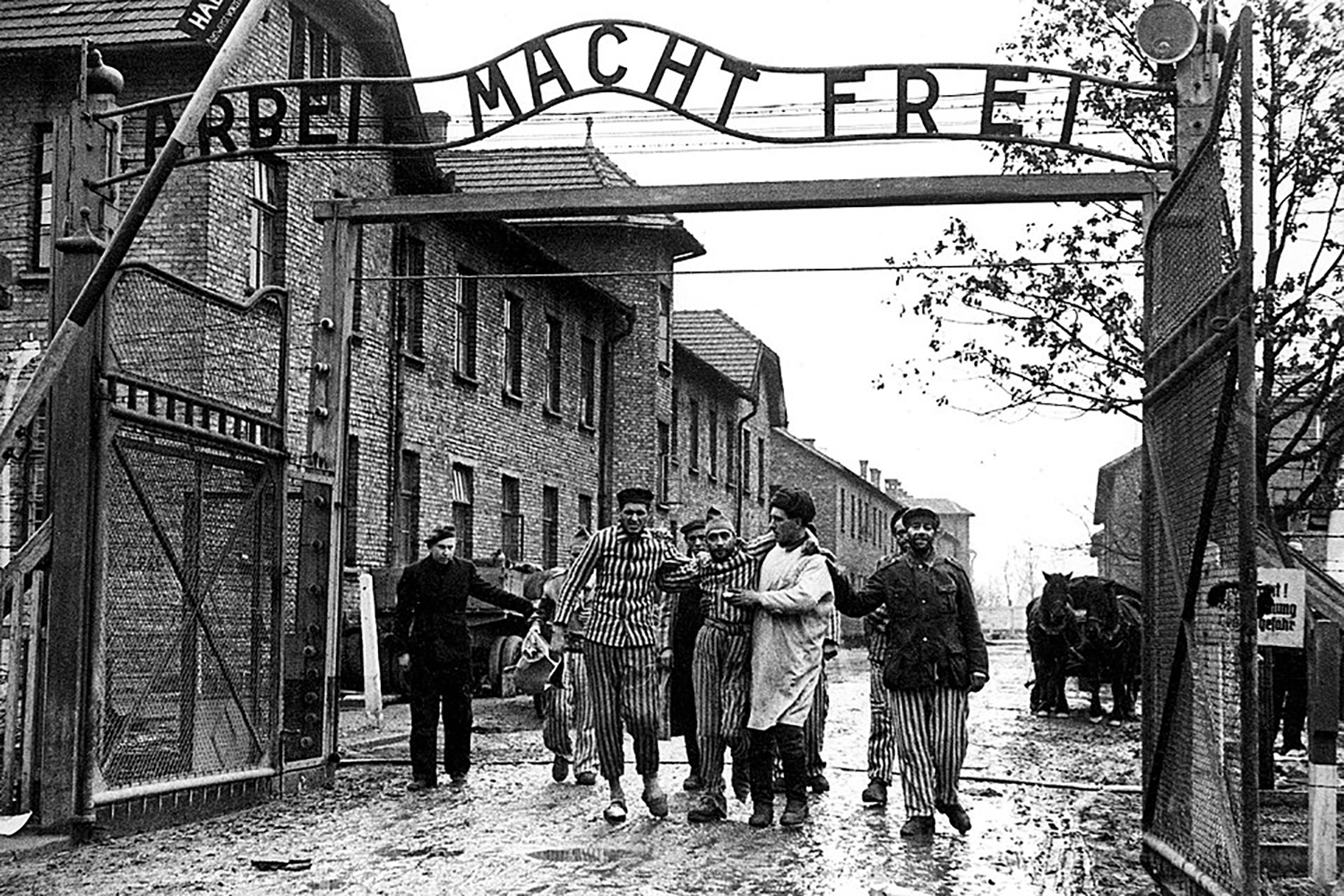 Lib&eacute;ration d'Auschwitz